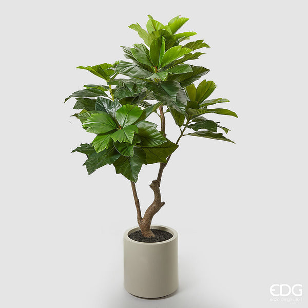 EDG Enzo De Gasperi Ficus Sycomorus con Vaso