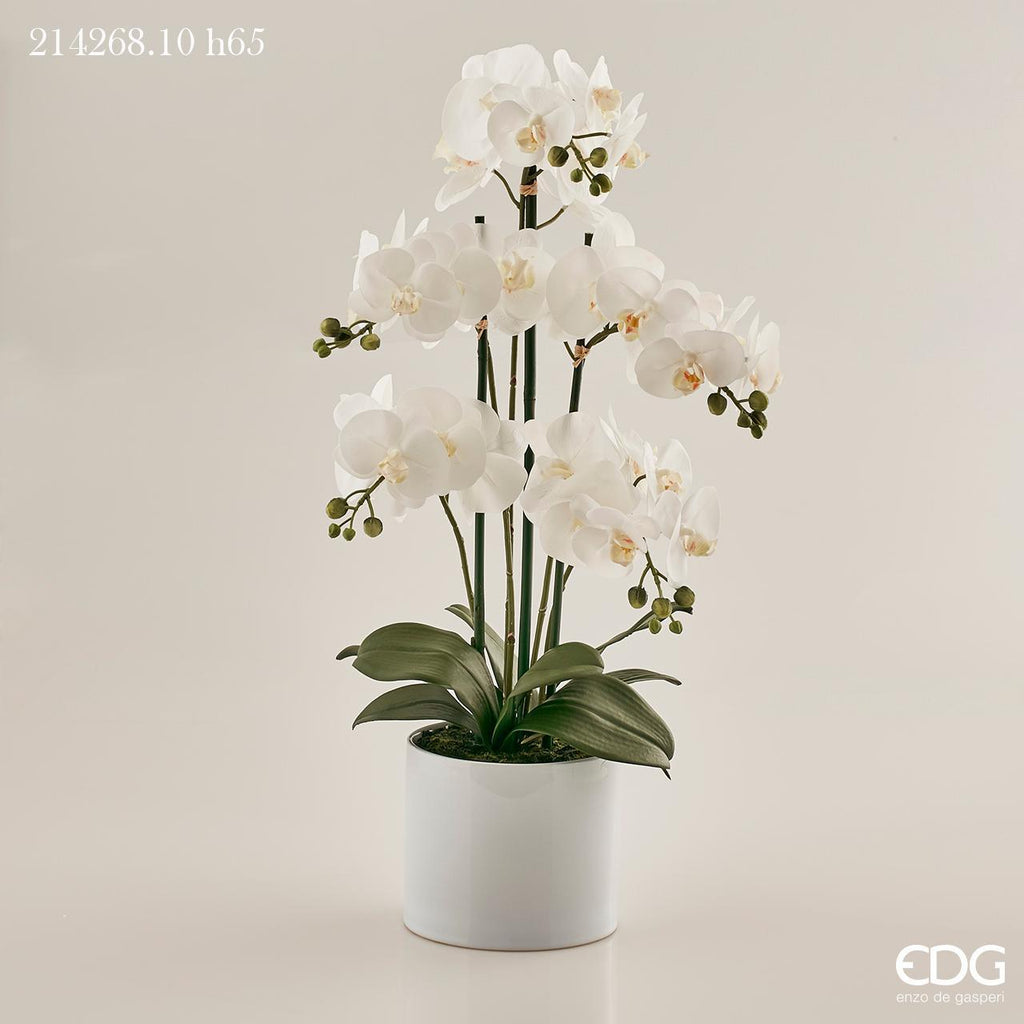 ORCHIDEA PHAL.PIANTA X5 C/VASO H65 B7 EDG Enzo De Gasperi